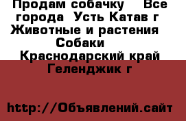 Продам собачку  - Все города, Усть-Катав г. Животные и растения » Собаки   . Краснодарский край,Геленджик г.